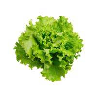 AI generated Floating Of One Fresh Green Lettuce, Without Shadow, Isolated Transparent Background png