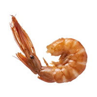 AI generated Floating Of One Brown Dried Shrimp Ebi, Isolated Transparent Background png