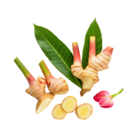 AI generated Floating Of A Slices Galangal, Without Shadow, Isolated Transparent Background png