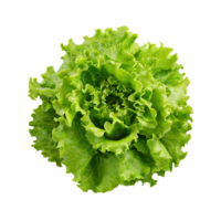 AI generated Floating Of One Fresh Green Lettuce, Without Shadow, Isolated Transparent Background png