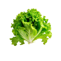 AI generated Floating Of One Fresh Green Lettuce, Without Shadow, Isolated Transparent Background png