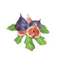 Hand-drawn watercolor illustration. A group of fresh, ripe, purple figs with juicy slices on the big green leaf png