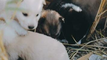 schattig puppy hond of weinig hond spelen Aan gras gearchiveerd weide Aan zonlicht van dag. puppy blij en grappig Aan licht van zon voorbij gaan aan naar groen gras is schoonheid. zwart bruin en wit vacht lichaam van hond. video