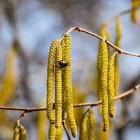 Pollination by bees earrings hazelnut. Flowering hazel hazelnut. photo