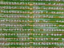 Blossoming young plum garden, top view. Span of the drone over the plum blooming garden. photo