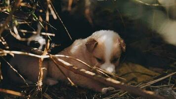 schattig puppy hond of weinig hond spelen Aan gras gearchiveerd weide Aan zonlicht van dag. puppy blij en grappig Aan licht van zon voorbij gaan aan naar groen gras is schoonheid. zwart bruin en wit vacht lichaam van hond. video