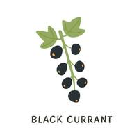 Twig of black currant with green leaves vector flat illustration. Hand drawn doodle of natural seasonal edible cassis berry isolated on white background. Branch of fresh garden berries.