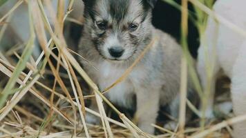 schattig puppy hond of weinig hond spelen Aan gras gearchiveerd weide Aan zonlicht van dag. puppy blij en grappig Aan licht van zon voorbij gaan aan naar groen gras is schoonheid. zwart bruin en wit vacht lichaam van hond. video