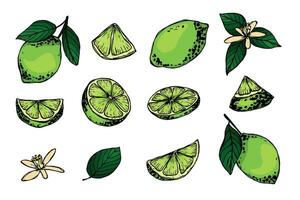 Vector lime clipart. Hand drawn citrus set. Fruit illustration. For print, web, design, decor