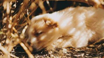 Cute Puppy dog or little dog playing on grass filed meadow on sunlight of daytime. Puppy joyful and funny on light of sun pass to green grass is beauty. Black brown and white fur body of dog. video