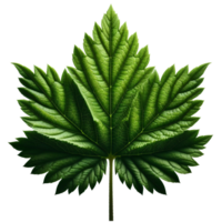 AI generated Green Leaf. Leaf on Transparent Background png