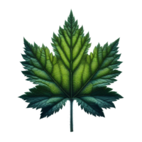 AI generated Green Leaf. Leaf on Transparent Background png