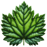 AI generated Green Leaf. Leaf on Transparent Background png