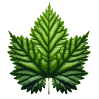 AI generated Green Leaf. Leaf on Transparent Background png