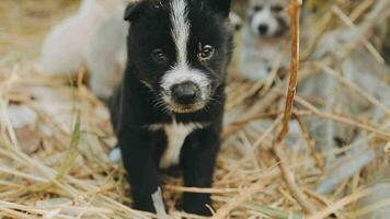 Cute Puppy dog or little dog playing on grass filed meadow on sunlight of daytime. Puppy joyful and funny on light of sun pass to green grass is beauty. Black brown and white fur body of dog. video