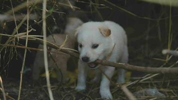 There are many puppies in the forest video