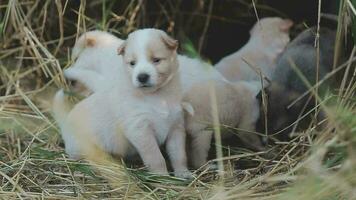 là sont beaucoup chiots dans le forêt video