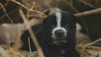 Dort sind viele Welpen im das Wald video