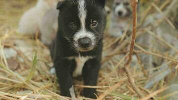 là sont beaucoup chiots dans le forêt video