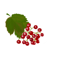 illustration mönster av mogen ljus röd viburnum och grön löv på en transparent neutral bakgrund. element för din design png