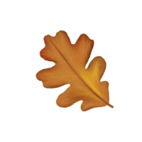 Illustration of an autumn oak leaf in yellow on a transparent background. The element can be used for your composition png