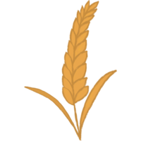 grass and ears of rice png