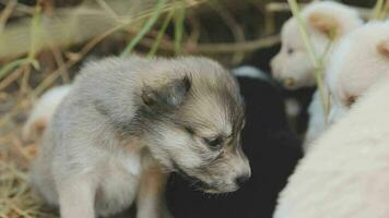 là sont beaucoup chiots dans le forêt video