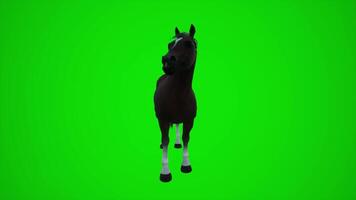 3D animation of a brown horse in the fields from the opposite angle of the green screen video