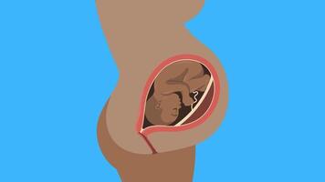 2d Schwangerschaft Konzept video