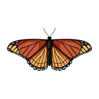 animal butterfly cartoon vector illustration