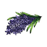 provence lavanda bosquejo mano dibujado vector