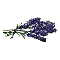 plant lavender sketch hand drawn vector