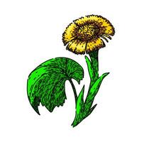 tussilago coltsfoot sketch hand drawn vector