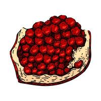 red pomegranate sketch hand drawn vector