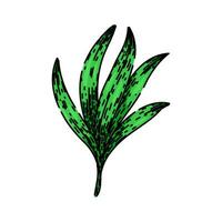 food tarragon sketch hand drawn vector