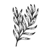 herb tarragon sketch hand drawn vector