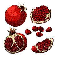 pomegranate set sketch hand drawn vector