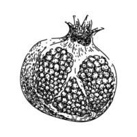 Fruta granada bosquejo mano dibujado vector