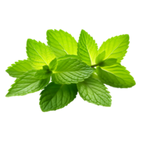 AI generated Mint Leaves Isolated on Transparent Background png