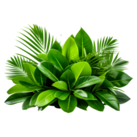 AI generated Tropical Foliage Plant Bush Isolated on Transparent Background png