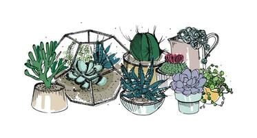 cactus y suculentas composición. colección plantas en ollas, florario. vistoso vector mano dibujado ilustración en bosquejo estilo, aislado en blanco antecedentes.
