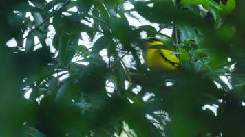 amarelo pássaro ou nuca preta oriole empoleirado em uma árvore dentro a natural floresta. tarde tempo. video