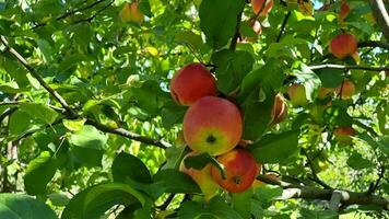 röd äpplen på äpple träd grenar i fruktträdgård. mogen äpplen i fruktträdgård. video