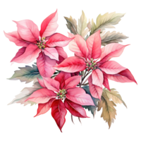 AI generated watercolor of a bunch of pink poinsettias. AI generated image png