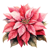 AI generated watercolor of a bunch of pink poinsettias. AI generated image png