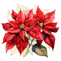 AI generated watercolor of a bunch of red poinsettias. AI generated image png