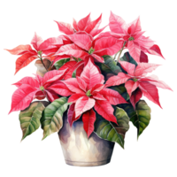 AI generated watercolor of a bunch of pink poinsettias. AI generated image png