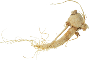 ginseng Couper en dehors sur transparent Contexte. png