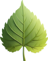 AI generated Leaf illustration visuals, Various leaf shapes stock, Different types of leaves image maple leaf png