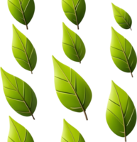 AI generated Leaf illustration visuals, Various leaf shapes stock, Different types of leaves image maple leaf png